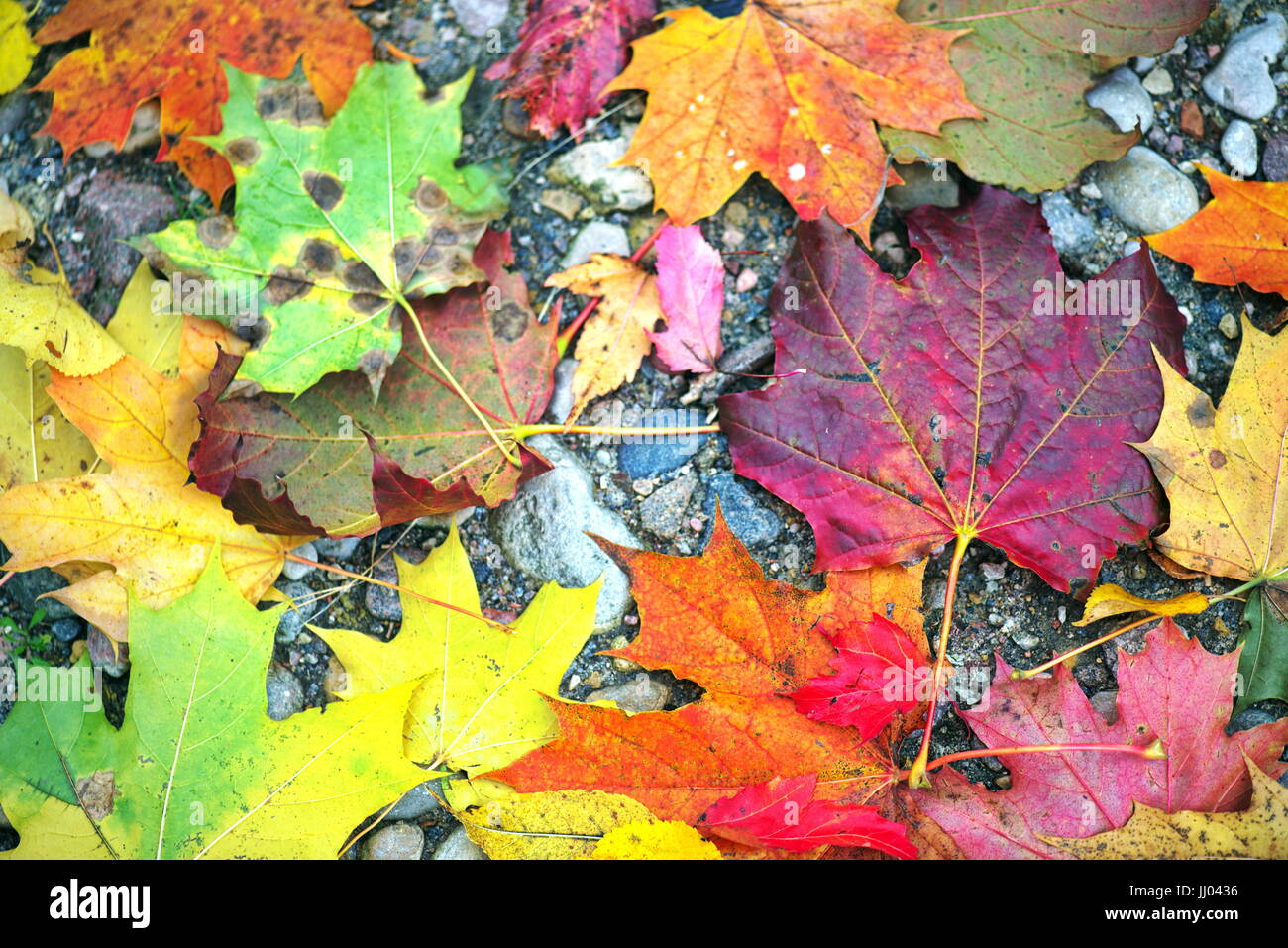 Hintergrund der bunten Blätter im Herbst auf Waldboden Stockfoto