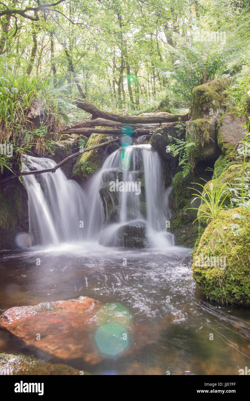 Wasserfall im Wald Stockfoto