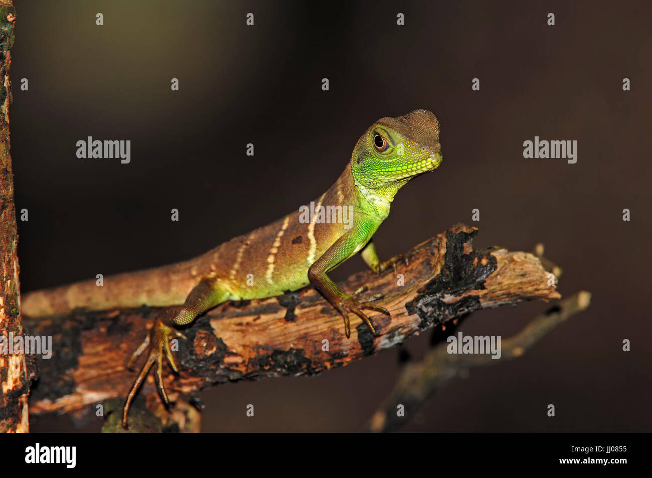 Young Green Water Dragon / (Physignathus Cocincinus) / Chinese Water Dragon, Asian Water Dragon | Gruene Wasseragame, Jungtier Stockfoto