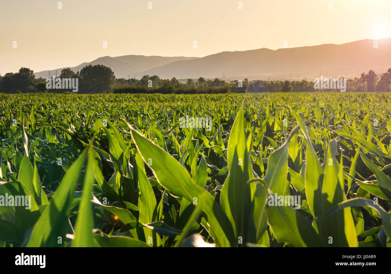 Junger Mais Plantage Landschaft bei Sonnenuntergang Stockfoto