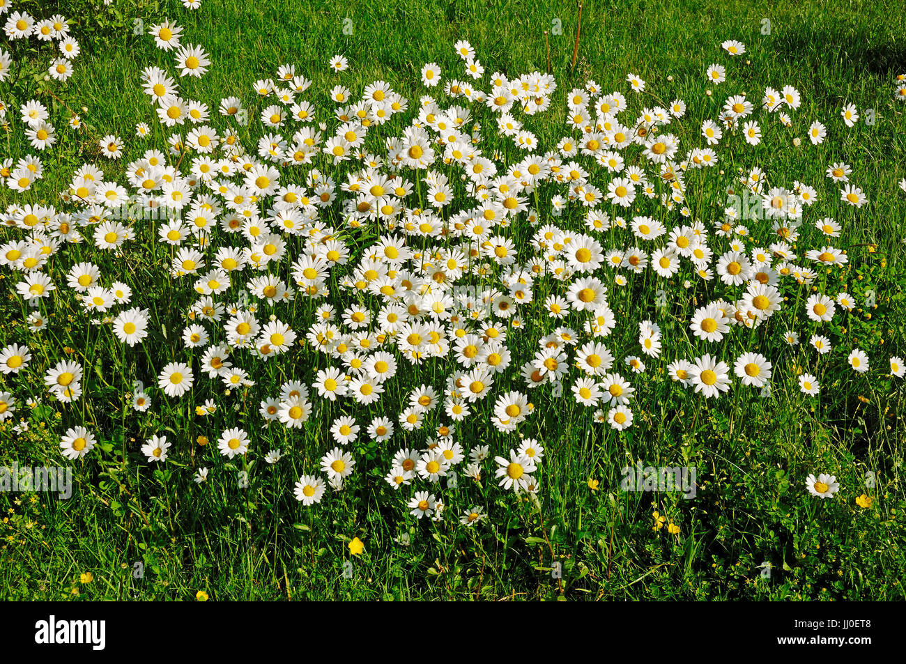 Ochsen-Auge Gänseblümchen, North Rhine-Westphalia, Deutschland / (Leucanthemum Vulgare, Chrysanthemum Leucanthemum) | Wiesen-Margeriten Stockfoto