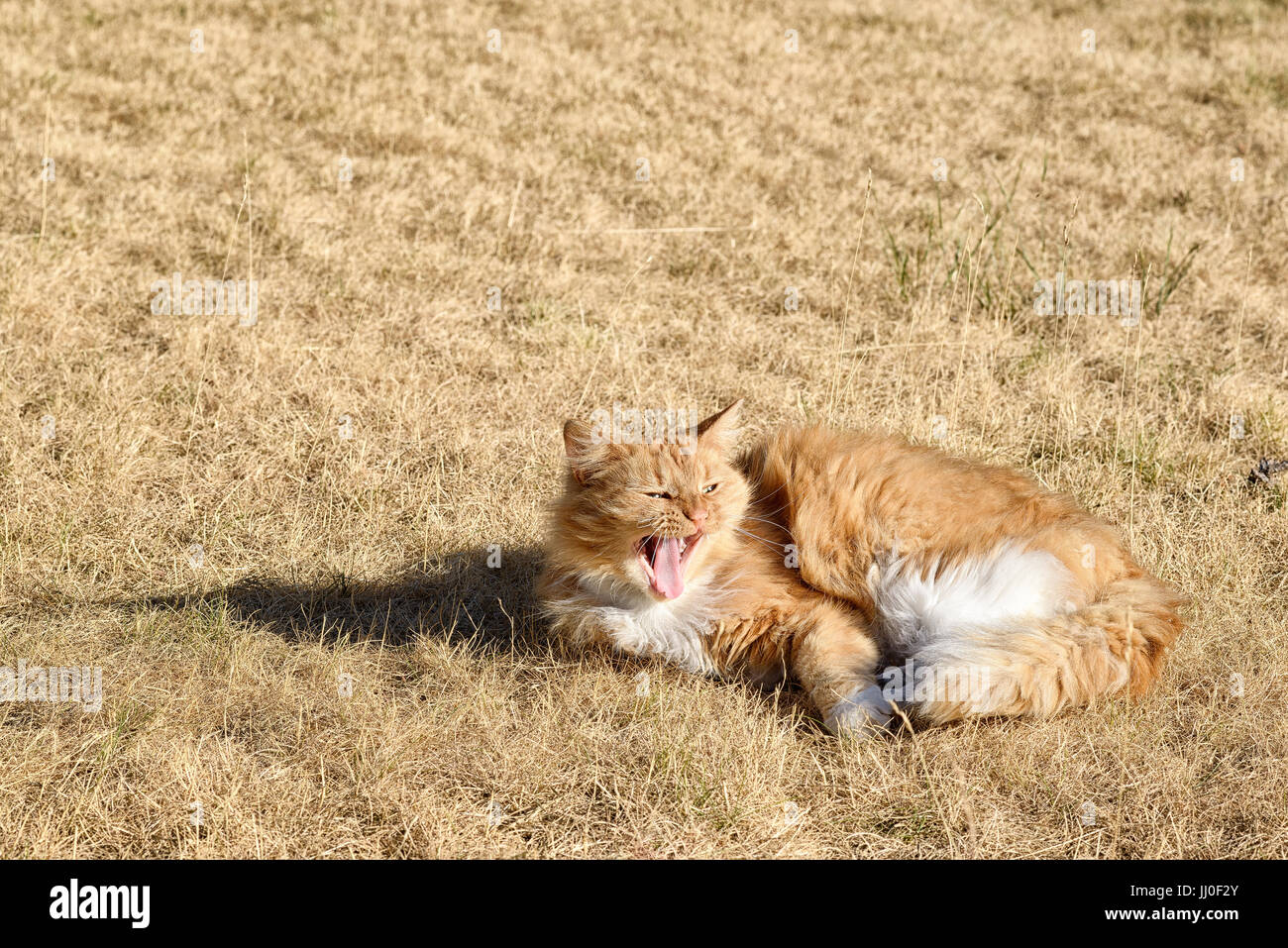 Rote kurzhaarige Katze in der Trockenrasen Stockfoto