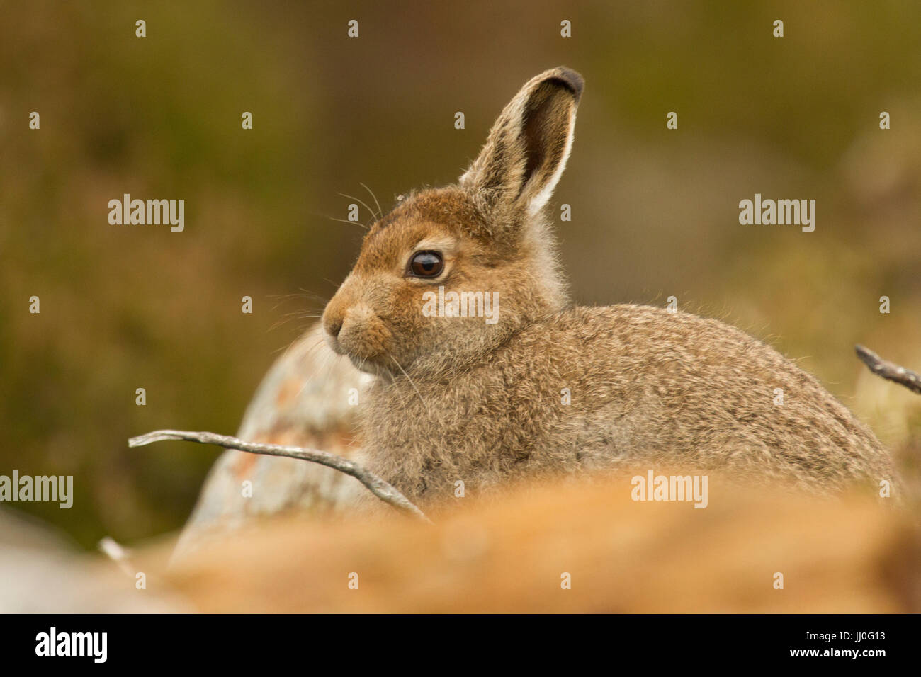 Schneehase (Lepus Timidus) in Heather auf schottischen Moor Stockfoto