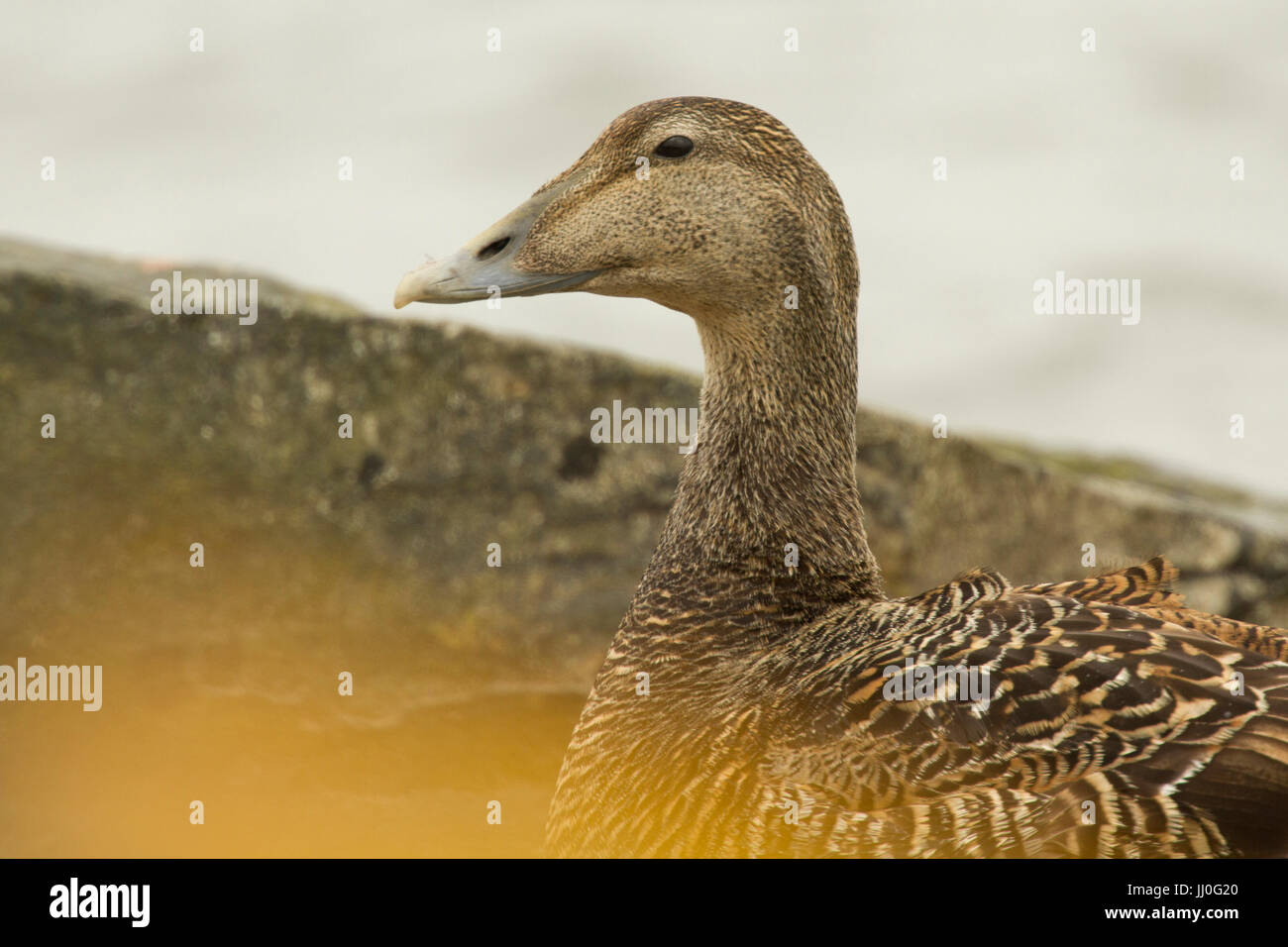 Weiblichen Eiderente (Somateria Mollissima), Orkney, Schottland Stockfoto