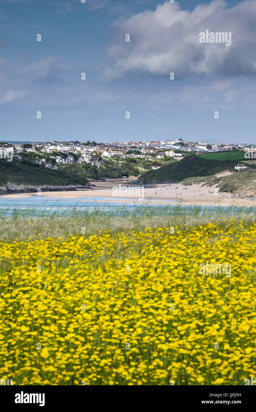 Crantock Beach und die Stadt von Newquay, gesehen vom Westen Pentire Landzunge mit einem Feld von Mais Ringelblumen.  Glebionis Segetum. Stockfoto