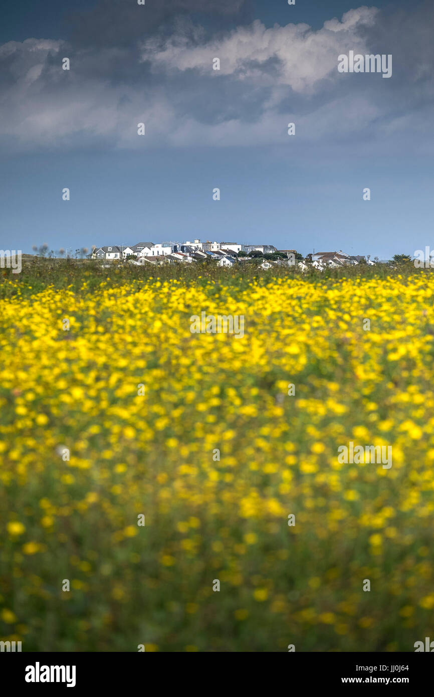 Crantock Dorf gesehen über einem Feld voller Mais Marigold auf West Pentire. Glebionis segetum. Newquay, Cornwall. Stockfoto