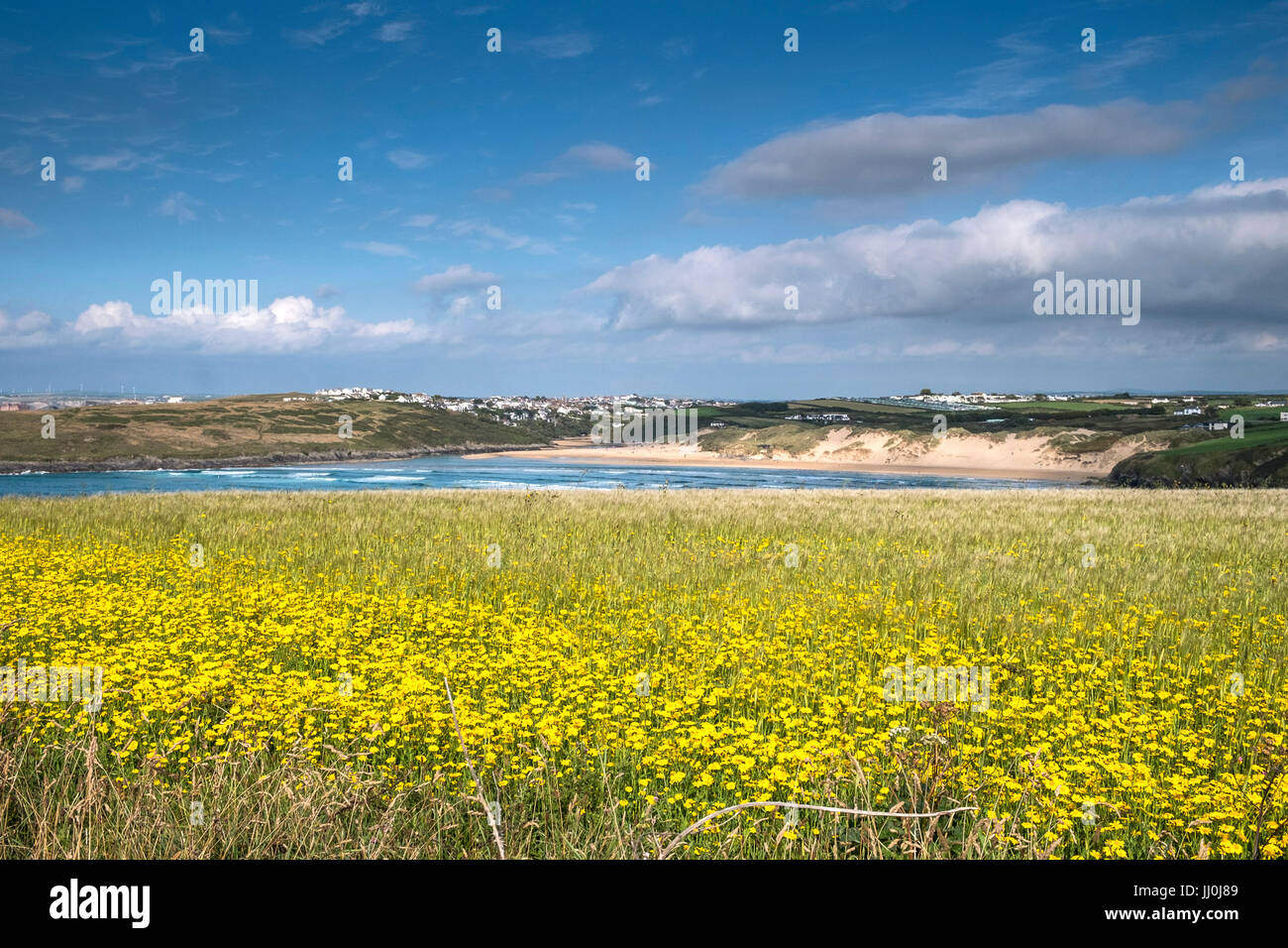 Ein Feld voller Mais Marigold, Glebionis segetum, auf West Pentire mit Crantock Strand im Hintergrund. Newquay, Cornwall. Stockfoto