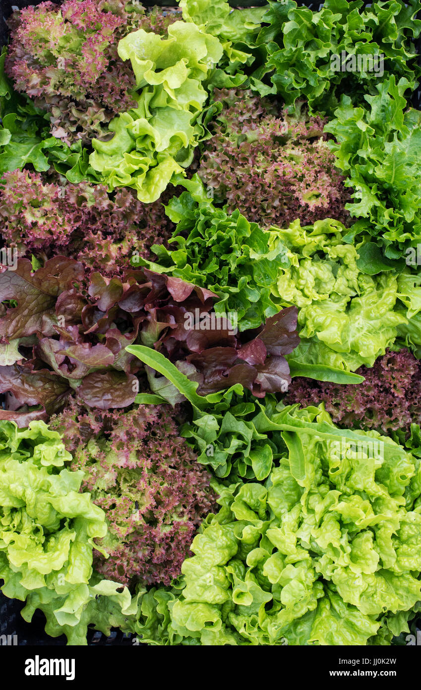 Lactuca Sativa. Verschiedene Salate in einer Box-pattern.UK Stockfoto