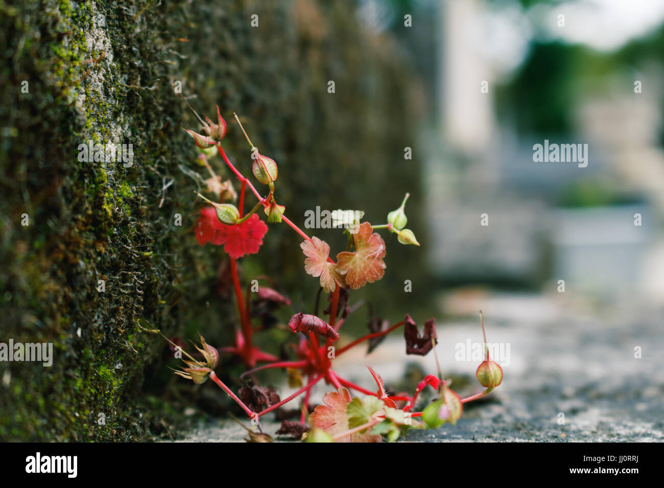 Moos auf dem Grab Stockfoto