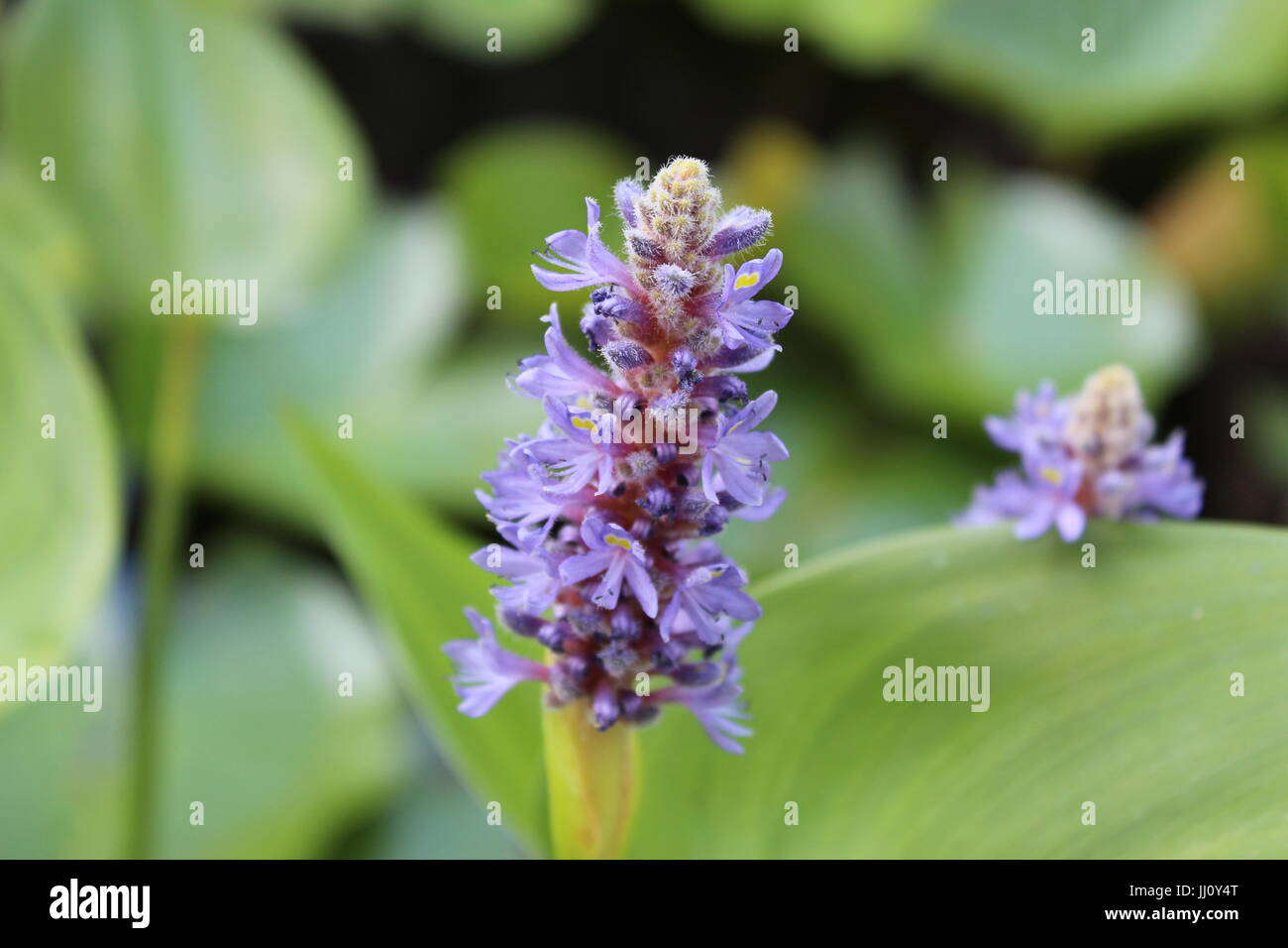 Nahaufnahme der Pontederia Cordata oder pickerelweed Stockfoto