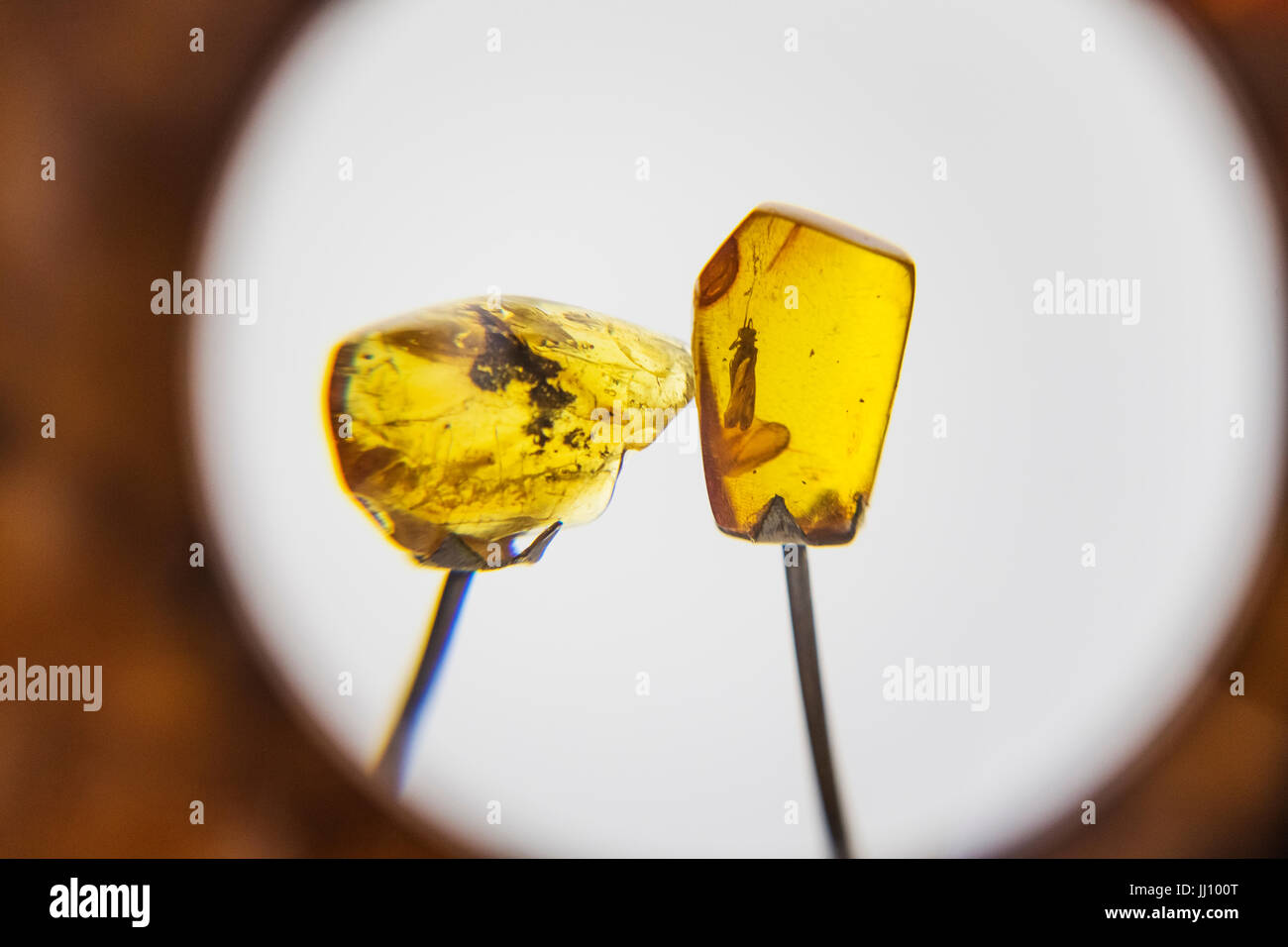 Exponate aus dem Bernsteinmuseum, Insekten in Bernstein, Palanga, Litauen eingefroren. Stockfoto