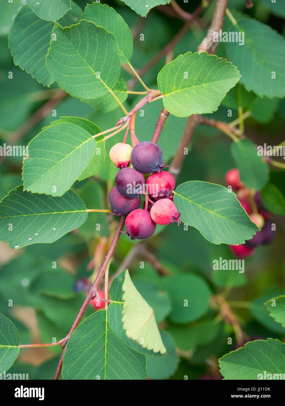 Reifende Saskatoon-Beeren und Laub (Amelanchier Alnifolia). Auch bekannt als Juneberries, Serviceberries, Shadberries und Taube Beeren. Stockfoto