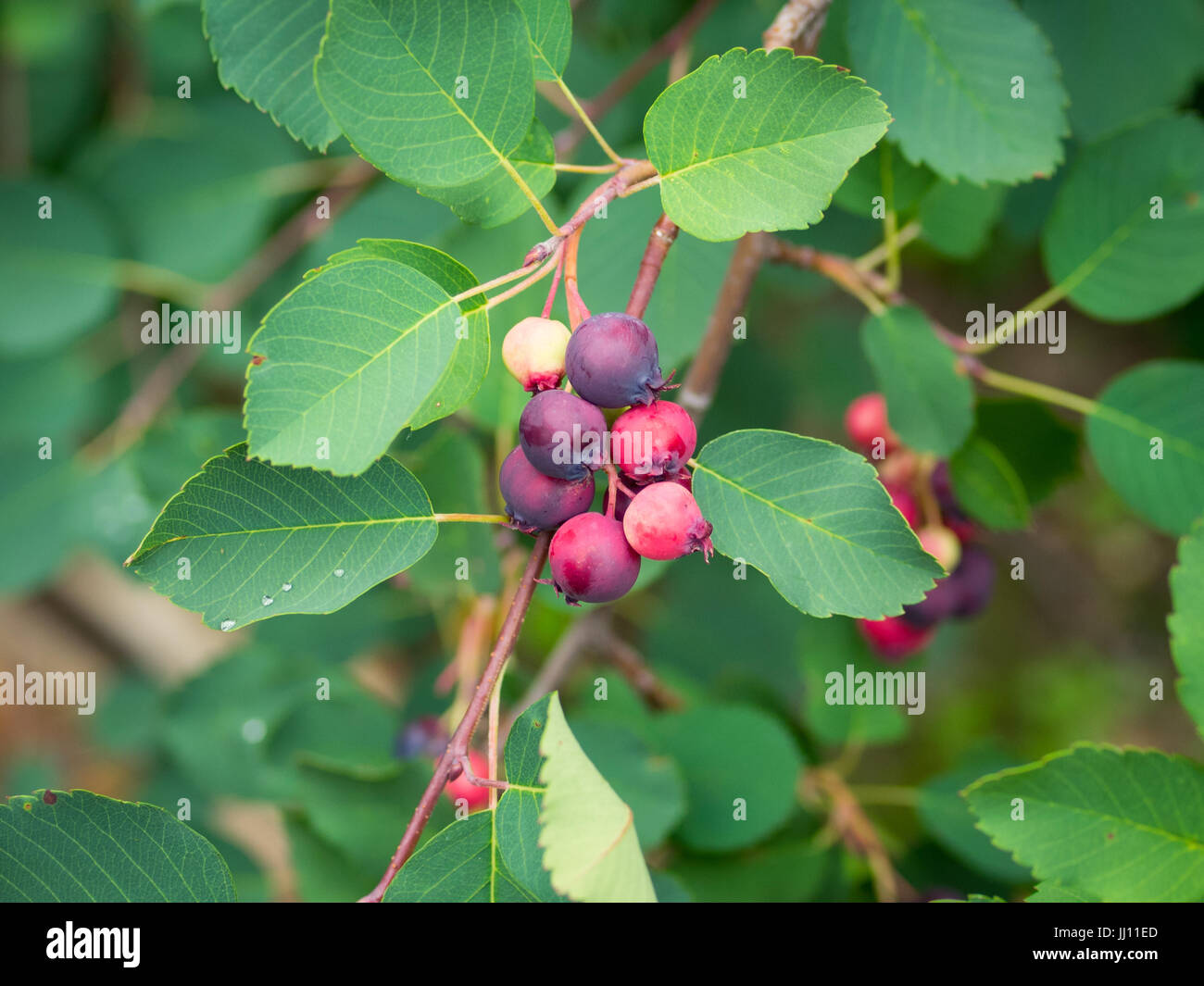 Reifende Saskatoon-Beeren und Laub (Amelanchier Alnifolia). Auch bekannt als Juneberries, Serviceberries, Shadberries und Taube Beeren. Stockfoto