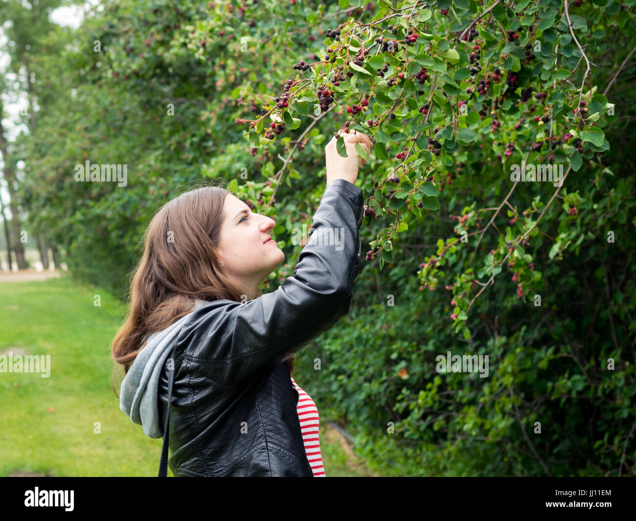 Eine hübsche Brünette Mädchen nimmt Beeren Saskatoon (Amelanchier Alnifolia) in einem Saskatoon Beere Obstgarten in der Nähe von Saskatoon, Saskatchewan, Kanada. Stockfoto