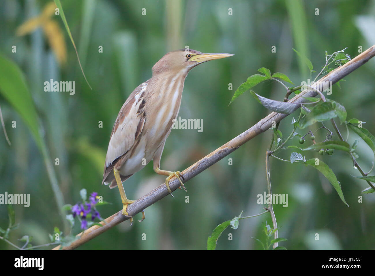 Weibliche Zwergdommel thront auf ein Rohr in die Donaudelta in Rumänien Stockfoto