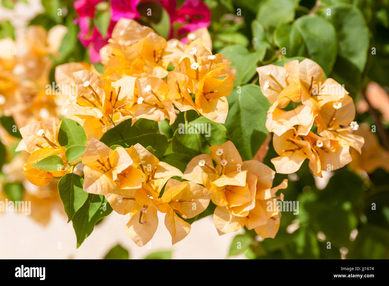 Orange Bougainvillea, Bougainvillea glabra Stockfoto