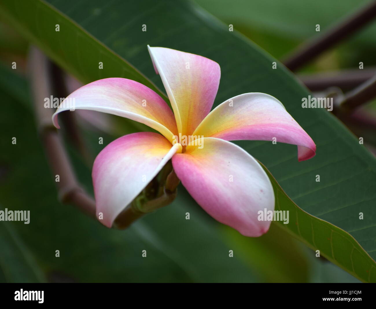 Schöne einzelne Blume sehr detaillierte Stockfoto