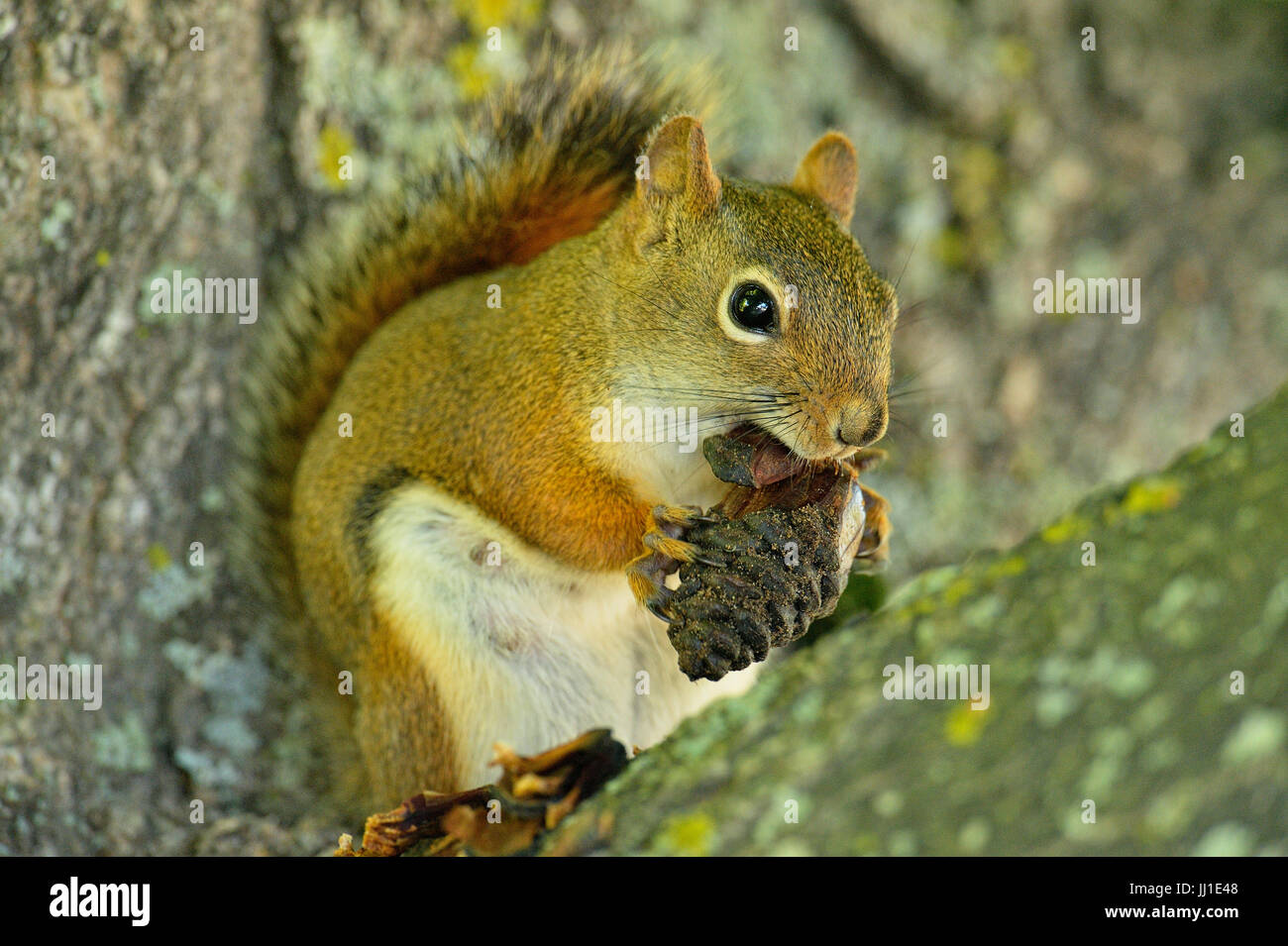 Rotes Eichhörnchen (Tamiasciurus Hudsonicus) Essen ein Pinienzapfen, Seney NWR Seney, Michigan, USA Stockfoto
