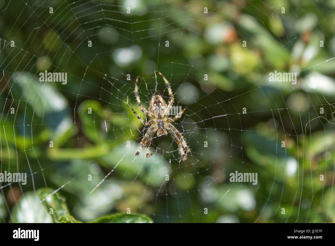 Gartenkreuzspinne (Araneus Diadematus) an einem Sommernachmittag auf der Stockfoto