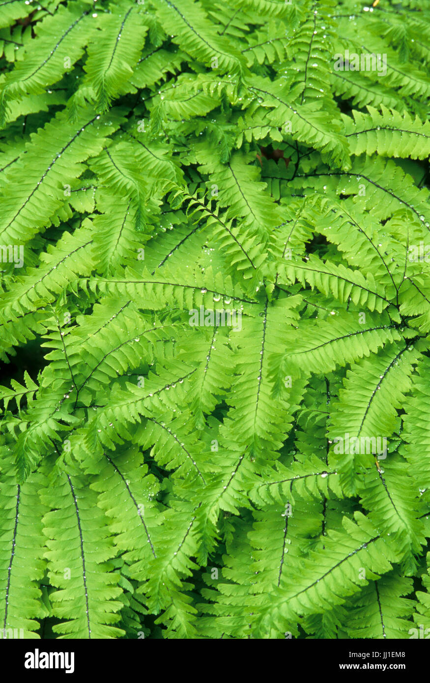 Tausend Farne entlang Elwha River Trail, Olympic Nationalpark, Washington Stockfoto