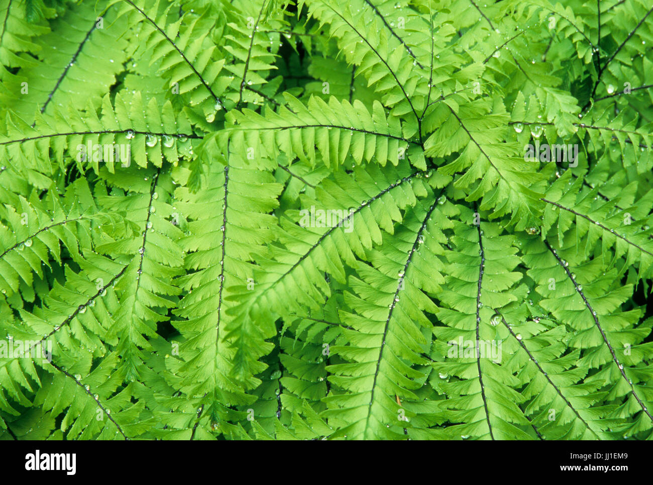 Tausend Farne entlang Elwha River Trail, Olympic Nationalpark, Washington Stockfoto