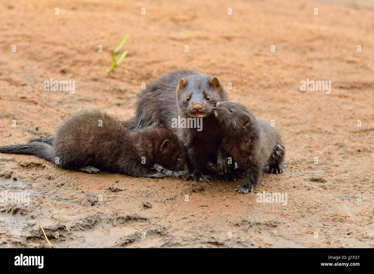 Nerz (Mustela Vison) Mutter und Welpen, Gefangenschaft, Minnesota Wild Verbindung, Sandstein, Minnesota, USA Stockfoto