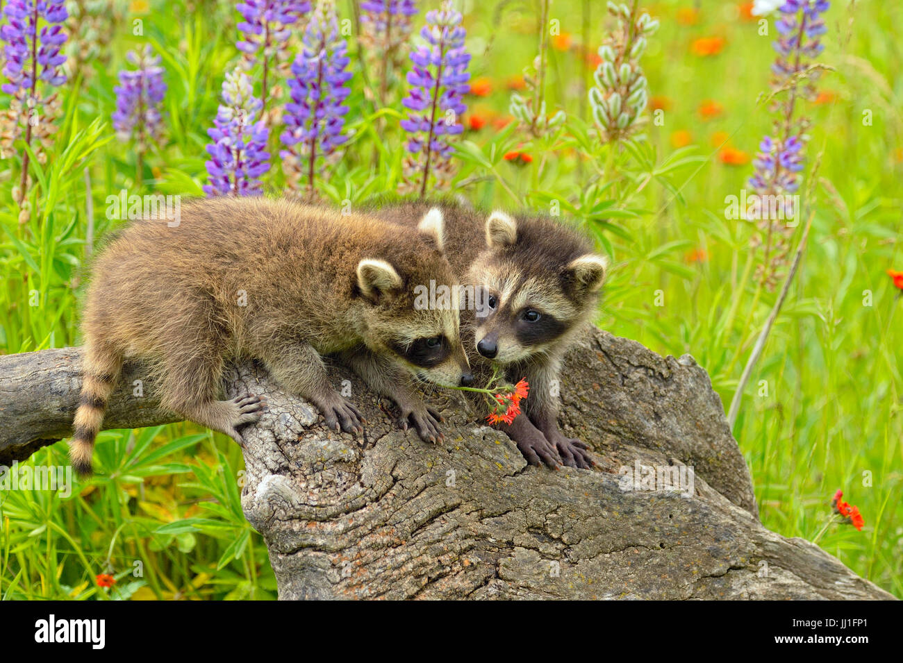 Waschbär (Procyon Lotor) Babys spielen mit Blume auf stumpf, Gefangenschaft, Minnesota Wild Verbindung, Sandstein, Minnesota, USA Stockfoto