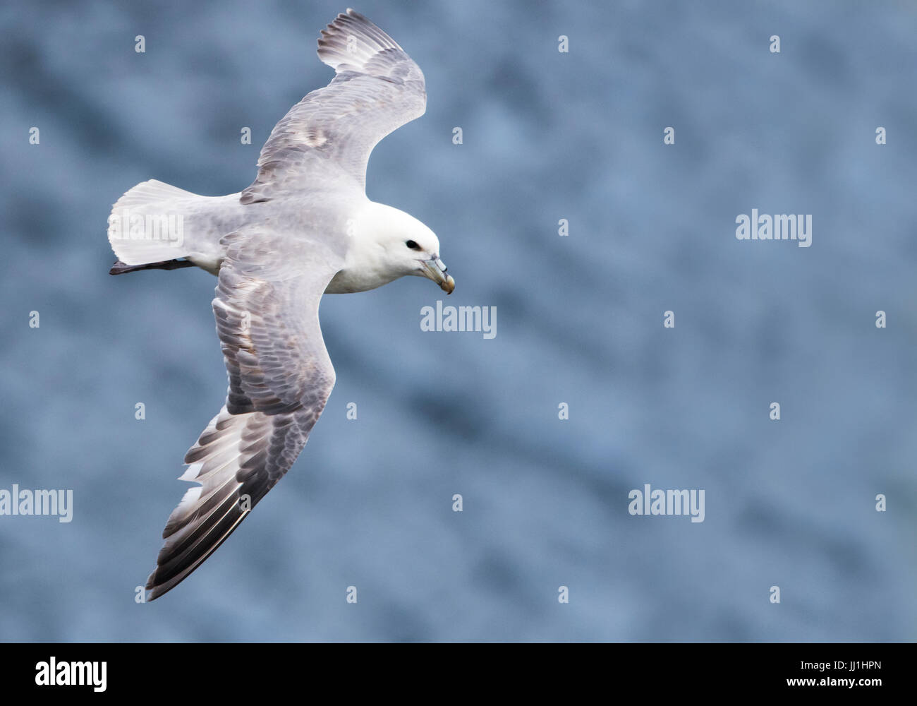 Fulmar (Fulmarus Cyclopoida) im Flug, Shetland, UK Stockfoto