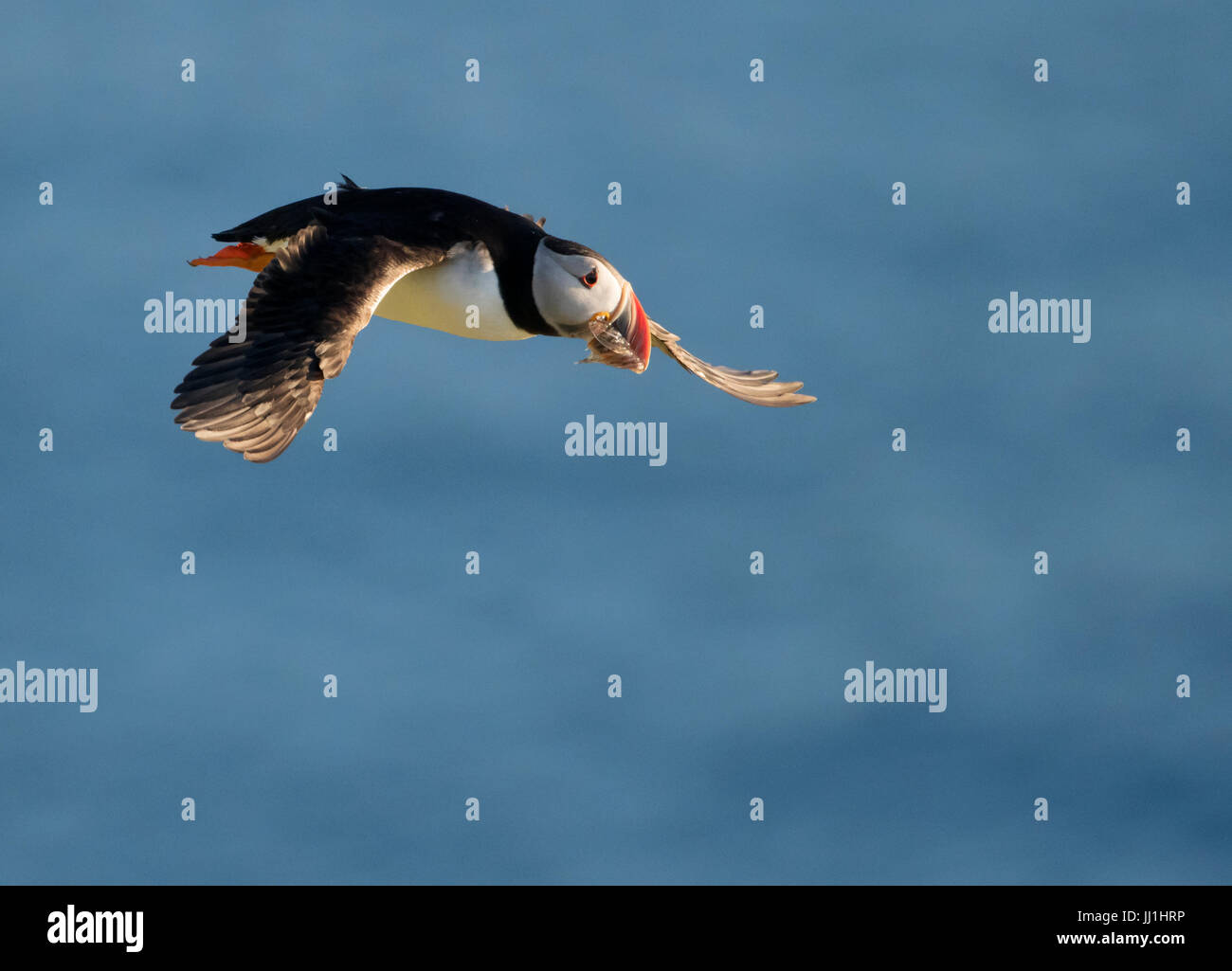 Ein Papageientaucher (Fratercula Arctica) mit Sandaalen für Puffling, Shetland, UK Stockfoto