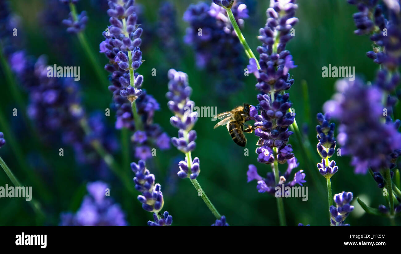 Biene auf Lavendel Blume. Stockfoto