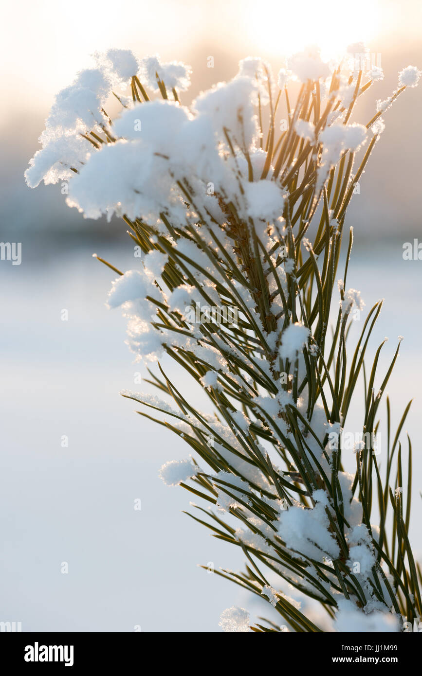 Immergrüne Kiefer Weihnachtsbaum mit frischem Schnee Stockfoto