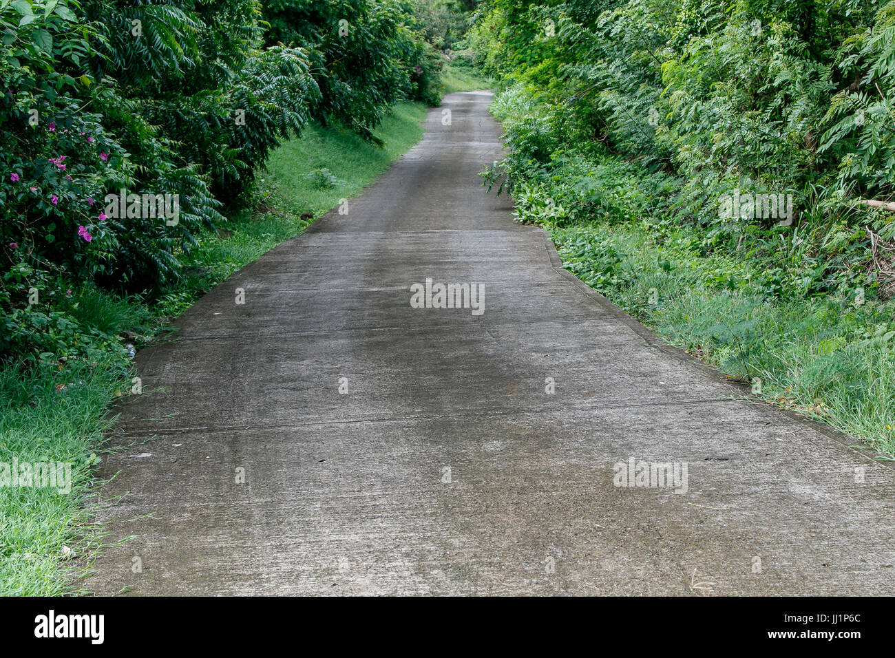 Gepflasterten Weg durch den tropischen Wald. Stockfoto