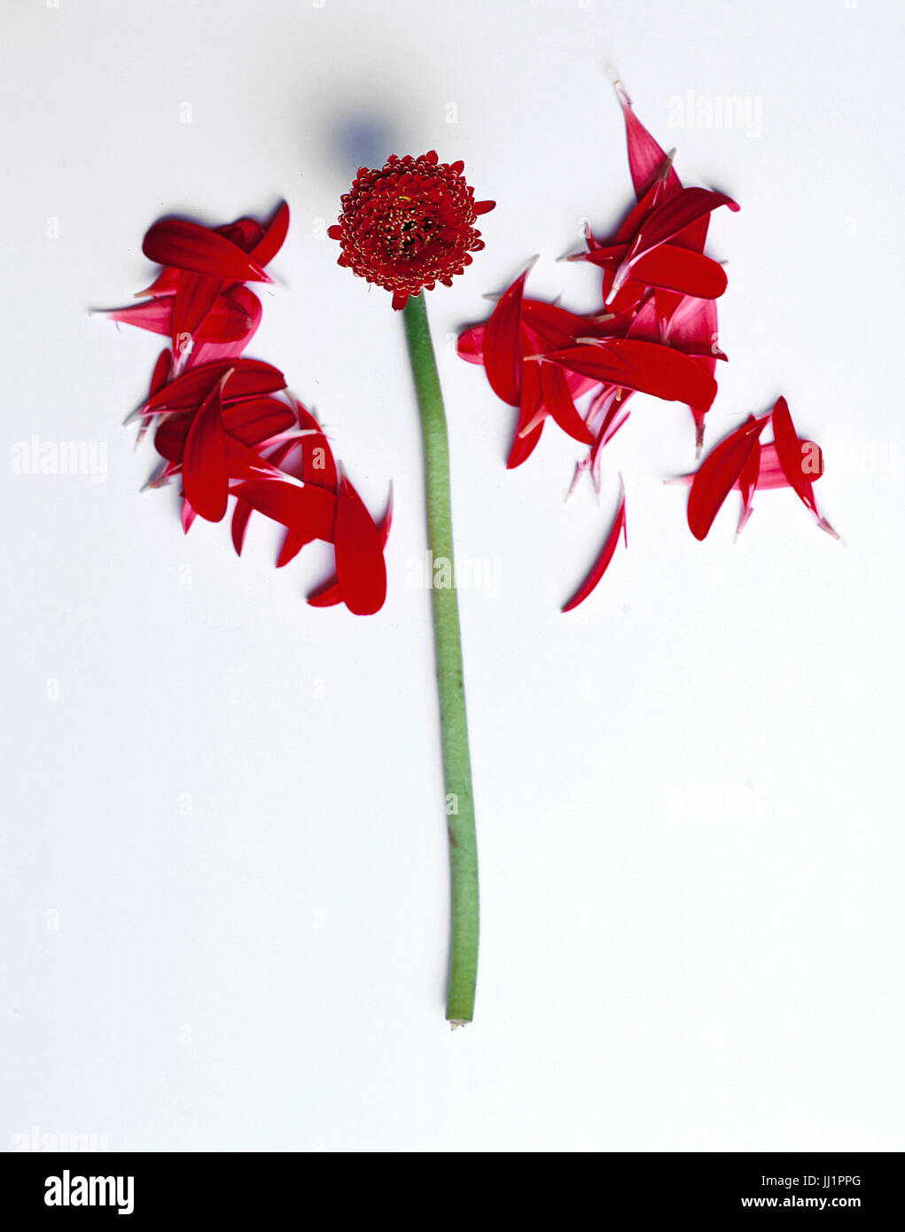 Gerbera, Porto Alegre, Rio Grande do Sul, Brasilien Stockfoto