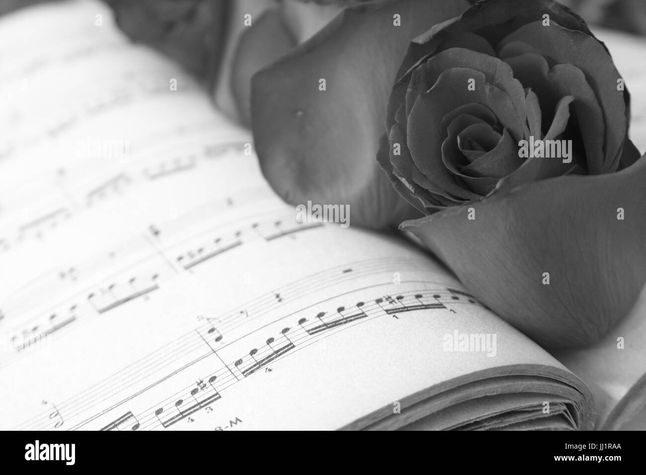 Partitur, Blume, São Paulo, Brasilien Stockfoto