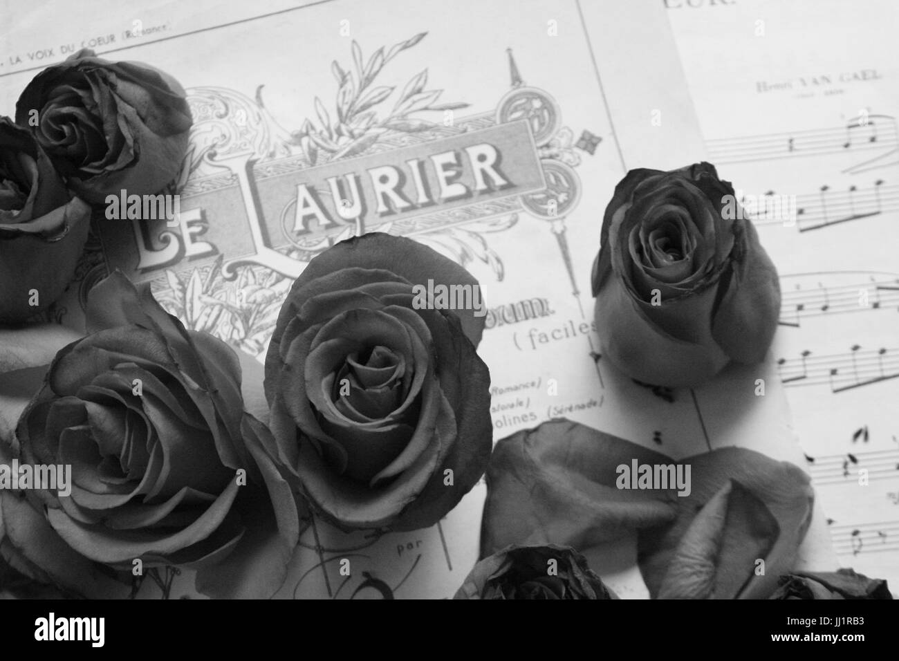 Partitur, Blume, São Paulo, Brasilien Stockfoto