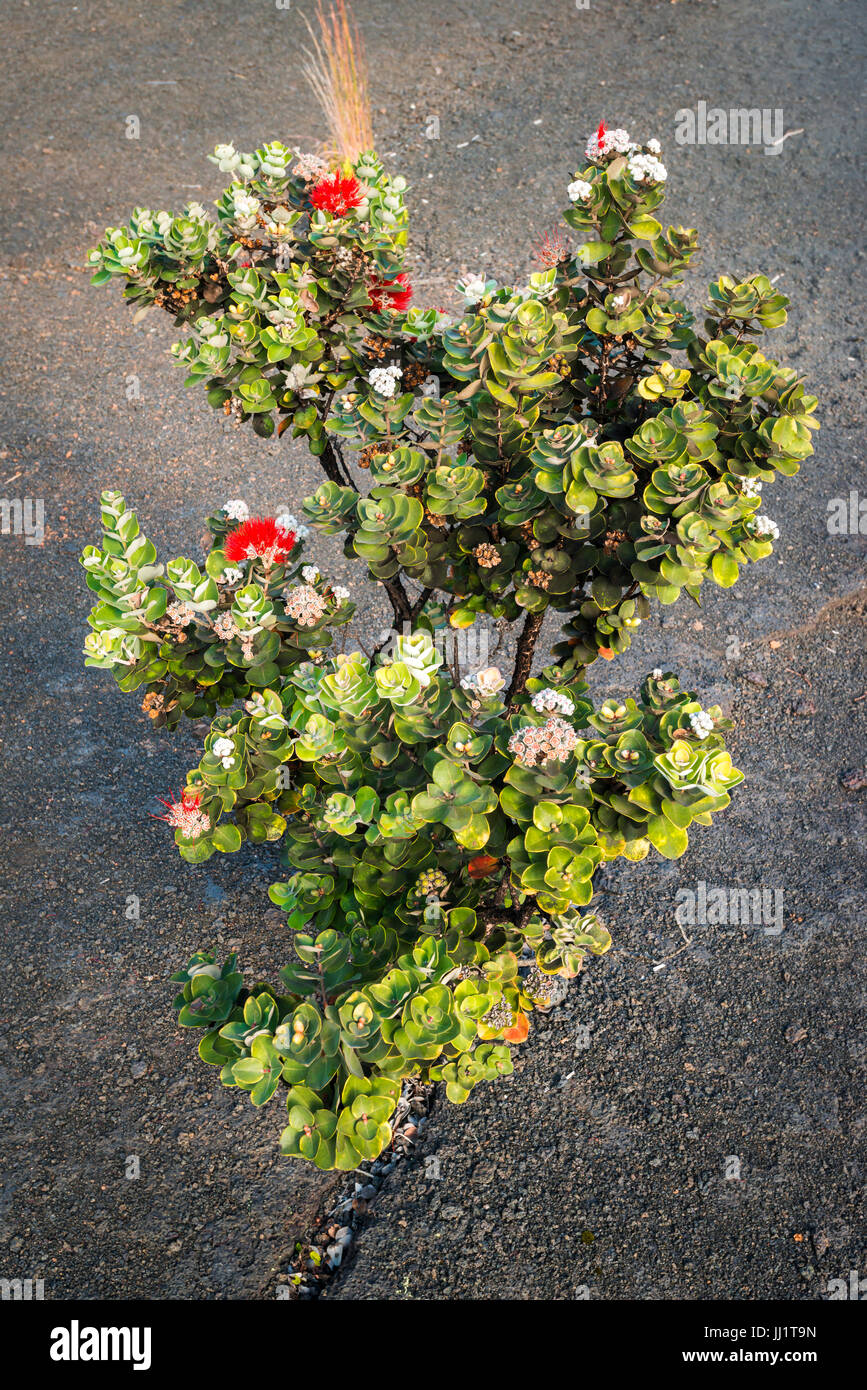 Lehua Werk in Kilauea Iki Caldera, Hawaiʻi-Volcanoes-Nationalpark, Hawaii USA Stockfoto