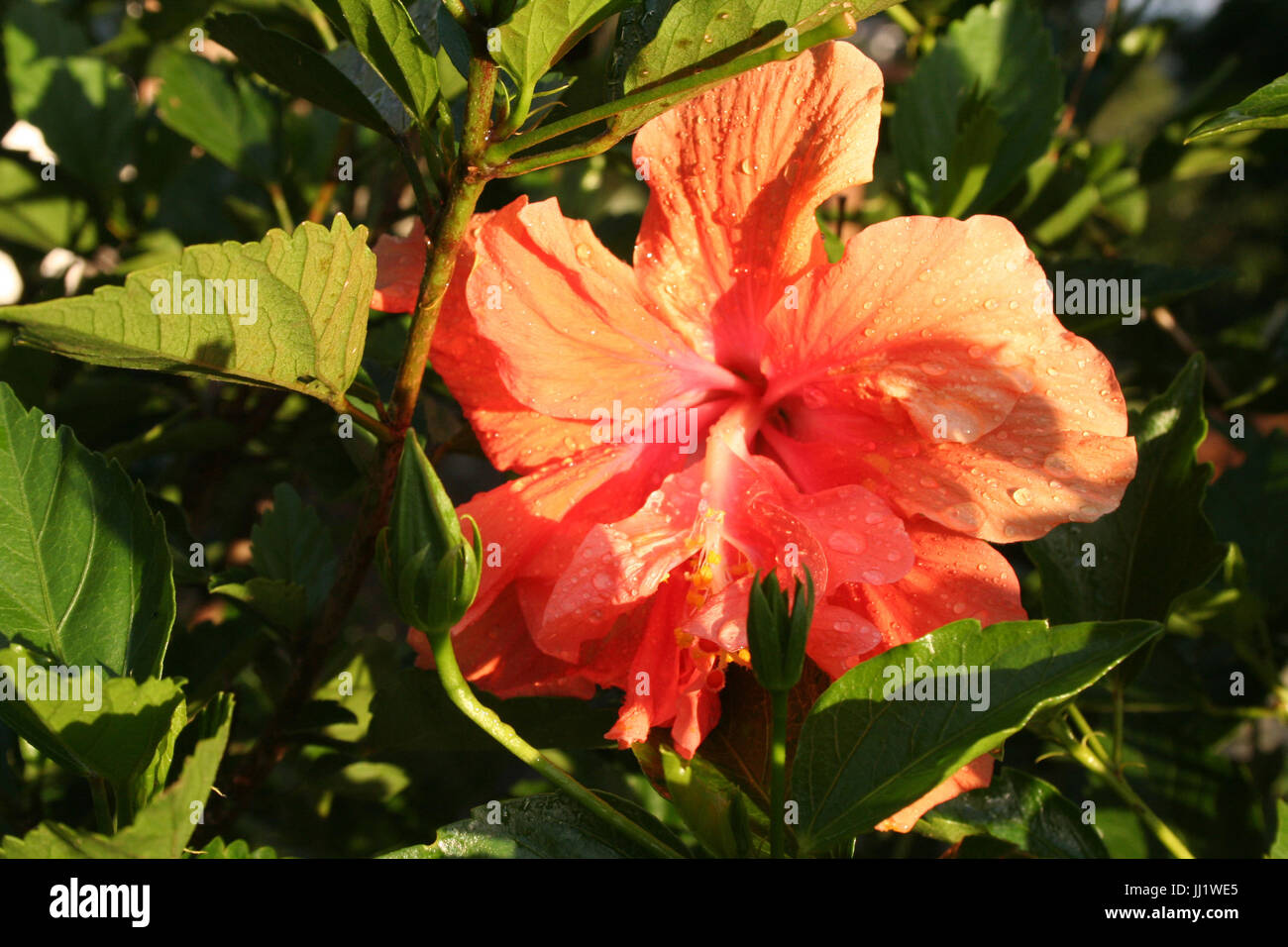 Blume, Hibiskus, Cotia, São Paulo, Brasilien Stockfoto