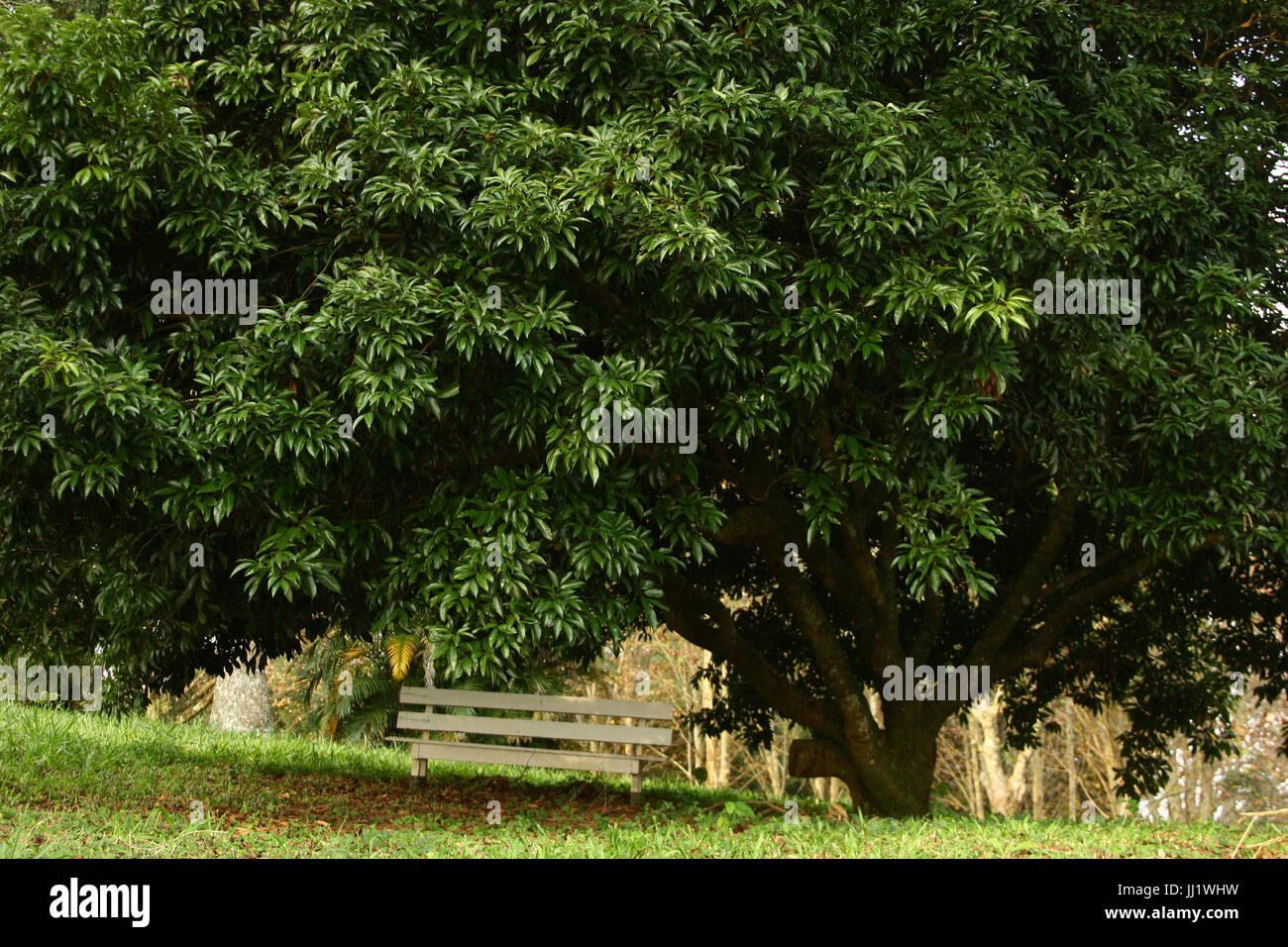 Baum, Cotia, São Paulo, Brasilien Stockfoto
