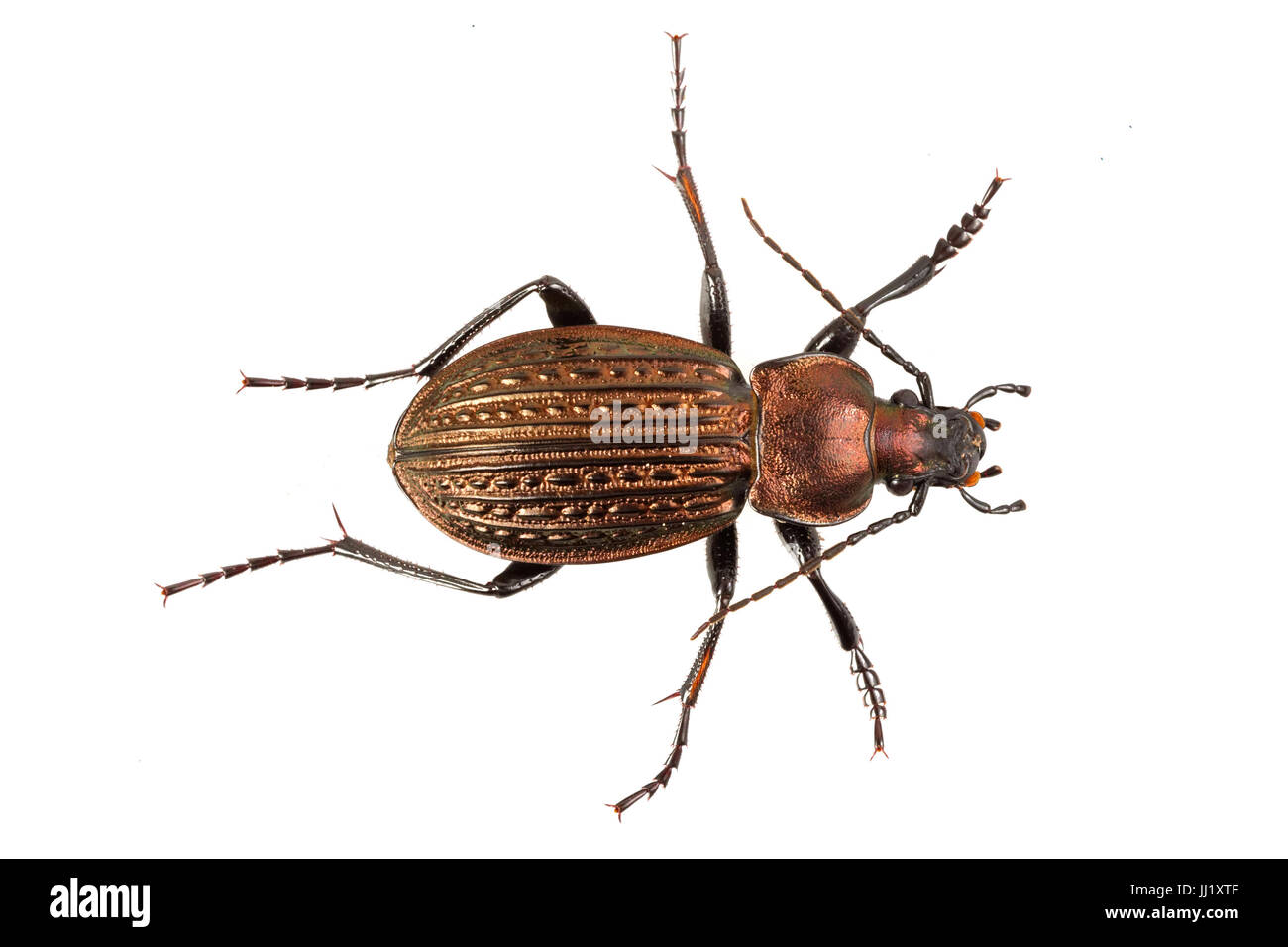 Beine detail Ausgeschnittene Stockfotos und -bilder - Alamy