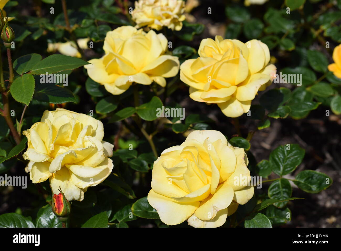 Spray von gelben Rosen auf bush Stockfoto