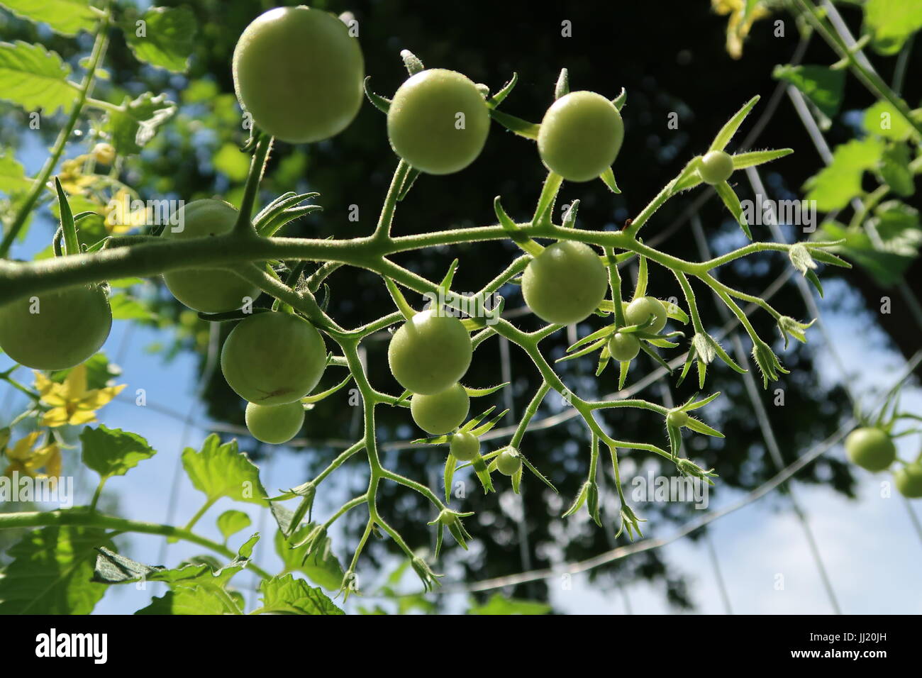 Amys Aprikosen Tomaten, grünen Urtomaten auf Pflanze wächst Stockfoto