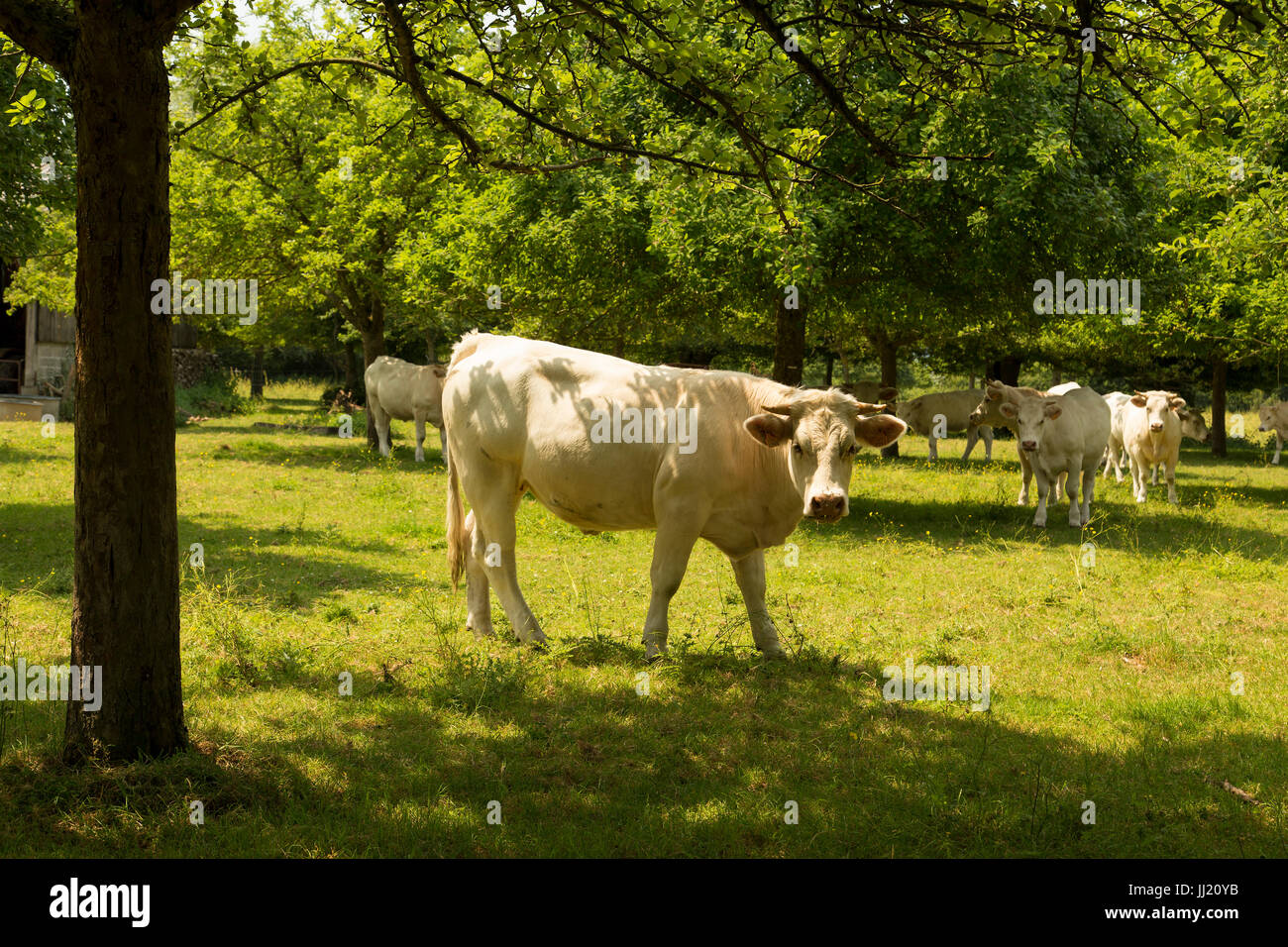 Solo Charolais Kuh in der Normandie Apple Orchard Stockfoto