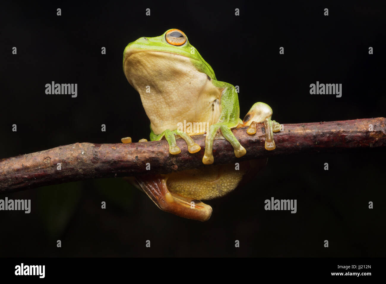 Lonely rhacophorus moltrechti auf einem Zweig Stockfoto