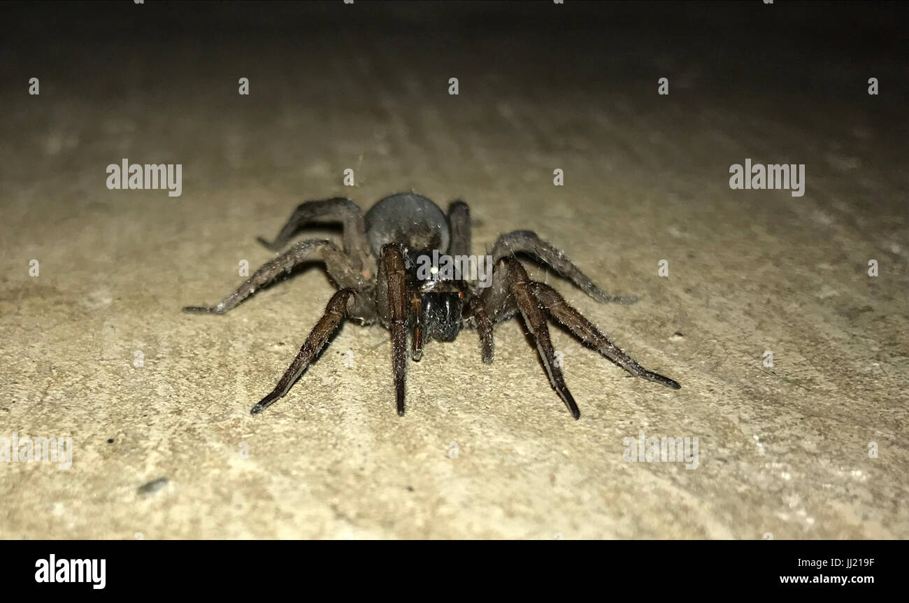 Grosse Schwarze Haus Spinne Stockfoto Bild 148791707 Alamy