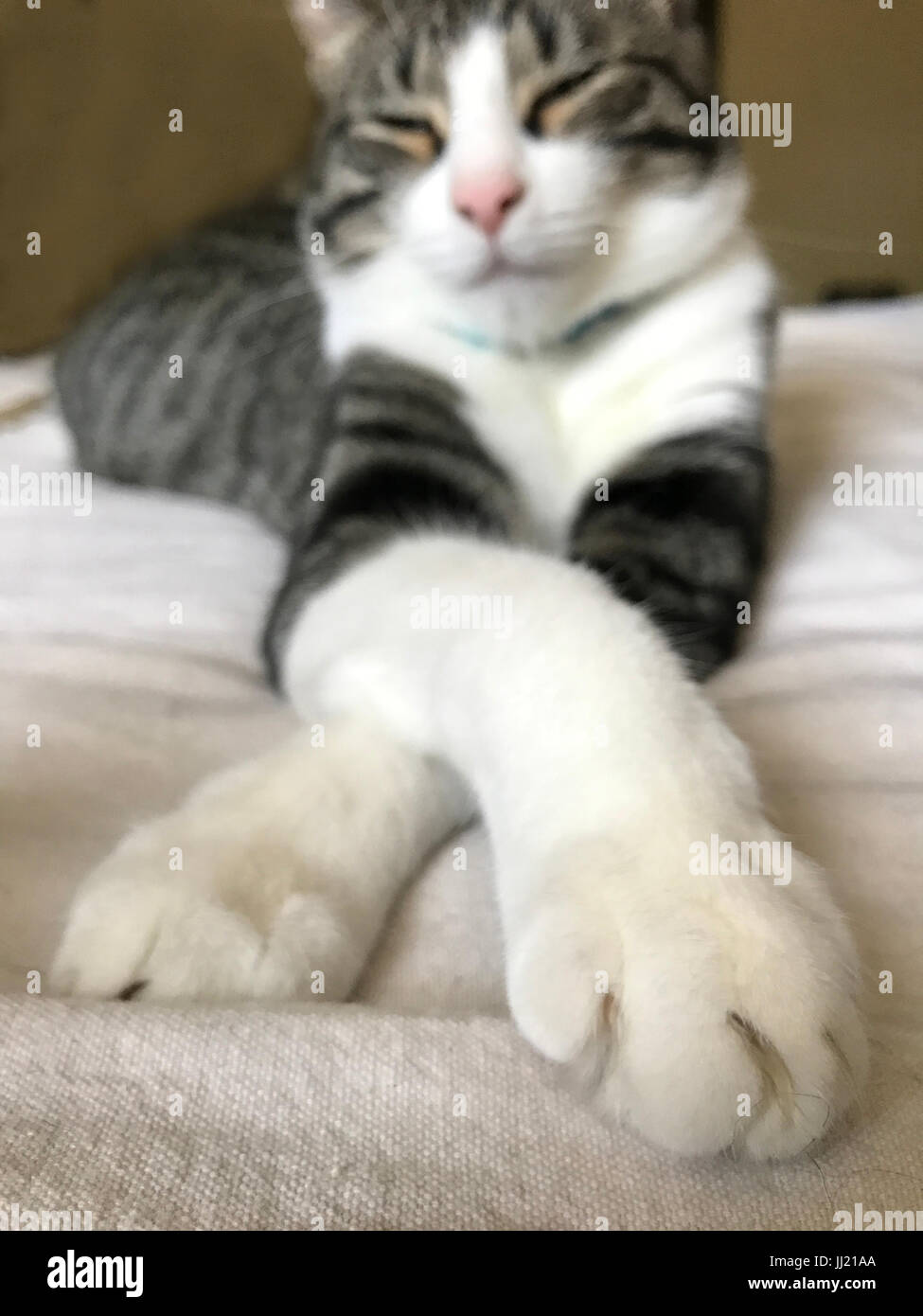 Verschlafene Tabby Kitten mit gekreuzten Pfoten. Stockfoto