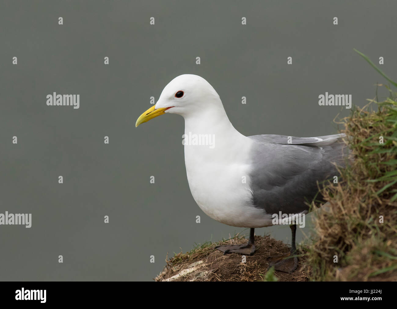 Kittiwake thront auf den Klippen Stockfoto