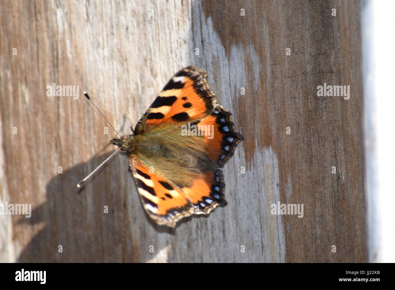 Kleiner Fuchs Schmetterling Aglais urticae Stockfoto