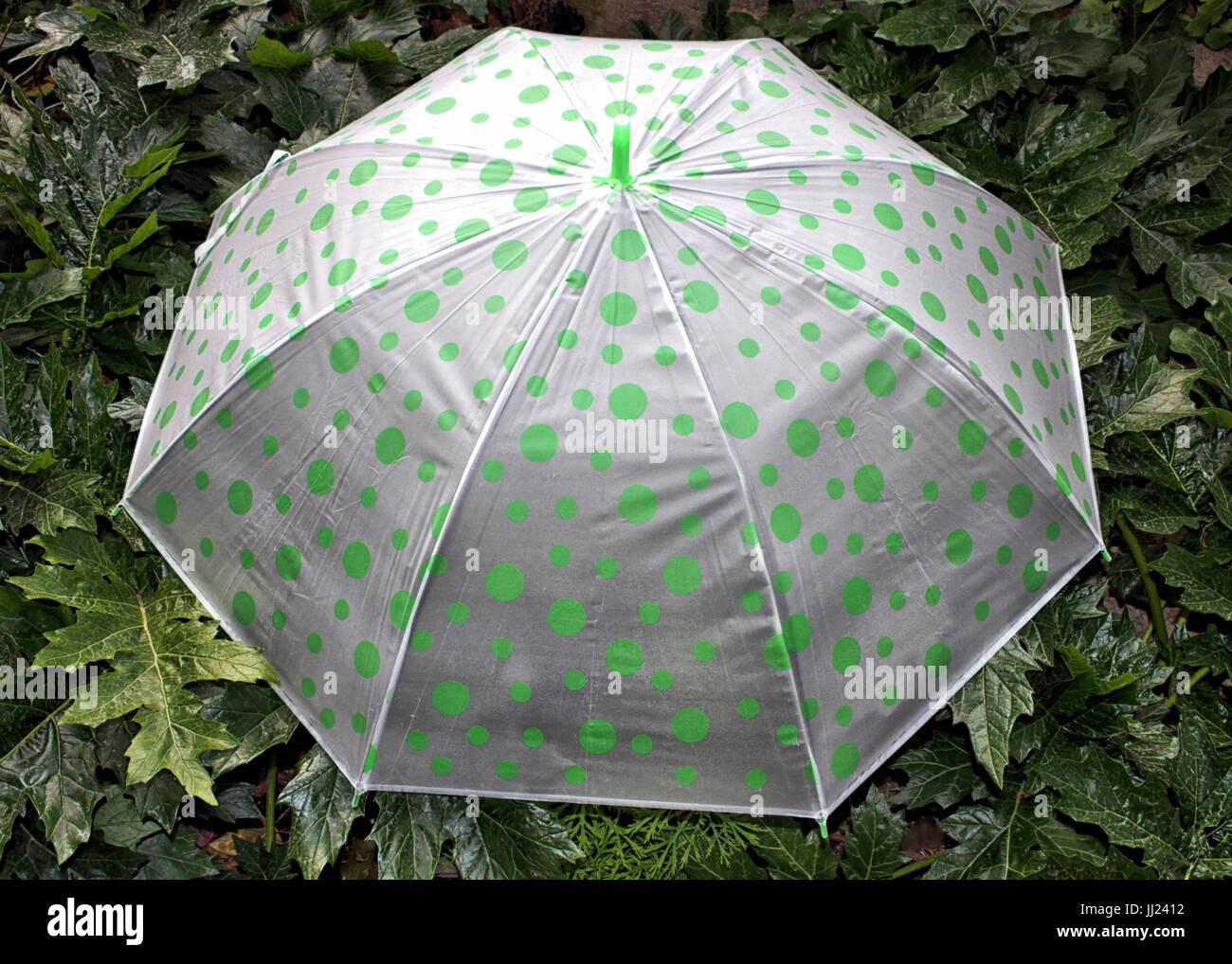 Eine billige Kunststoff grün gepunkteten Regenschirm legt offen gegen grünes Laub. Stockfoto