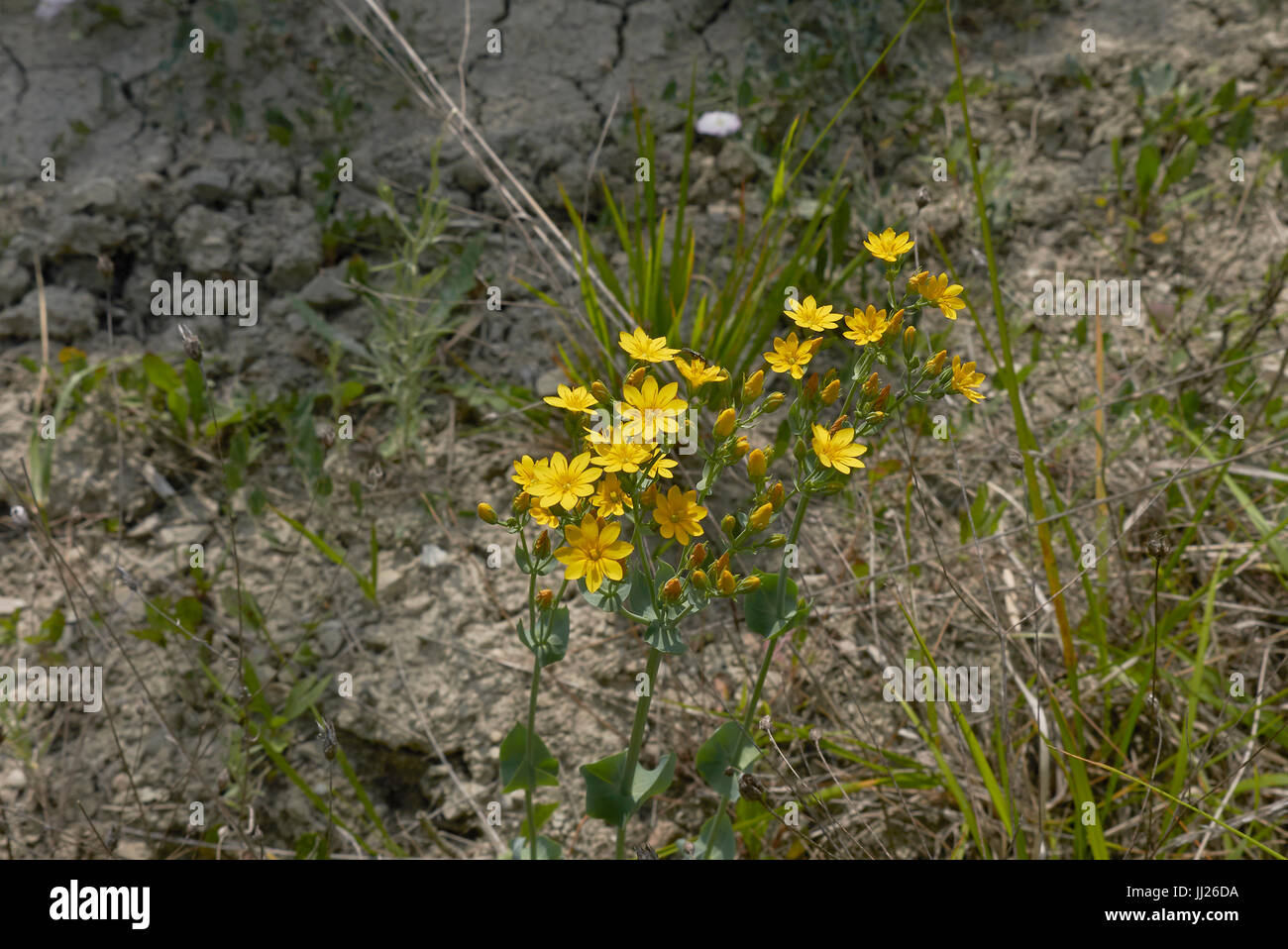 Blackstonia mitriformis Stockfoto