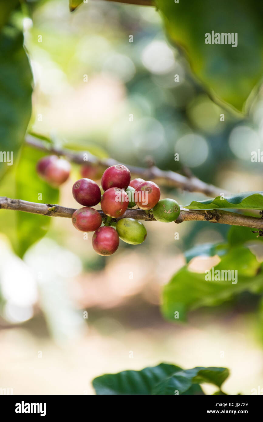 Tropischen Kaffeebäume mit Kirschen und Blumen in voller Blüte mit Hochformat Stockfoto